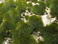 Grimmia