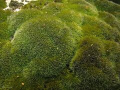 Grimmia