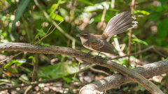 Rhipidura javanica
