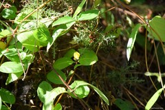 Ulex europaeus
