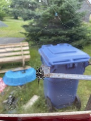 Araneus nordmanni