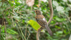 Copsychus malabaricus
