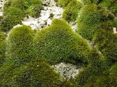 Grimmia