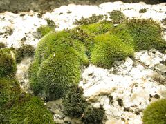 Grimmia