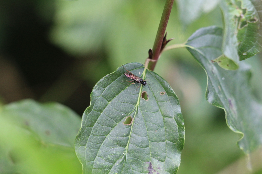 Allantus melanarius