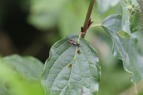Allantus melanarius
