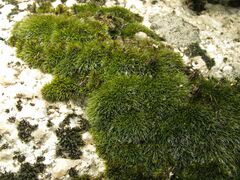 Grimmia