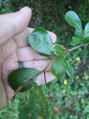 Crataegus crus-galli