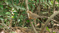 Pellorneum ruficeps