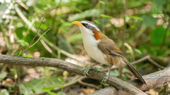 Pomatorhinus schisticeps