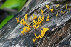 Dacrymycetaceae