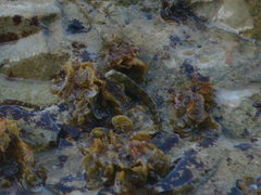 Coryphoblennius galerita