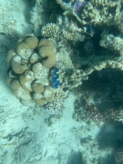 Tridacna maxima