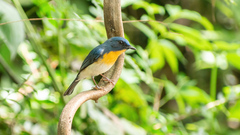 Cyornis sumatrensis