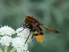 Volucella zonaria