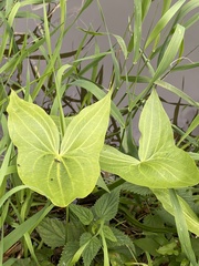Sagittaria sagittifolia