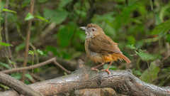 Malacocincla abbotti