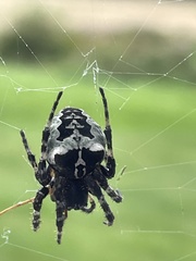 Araneus nordmanni