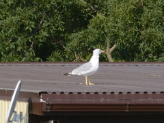 Larus michahellis