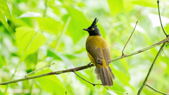Rubigula flaviventris