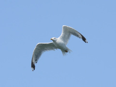 Larus michahellis