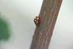 Vibidia duodecimguttata