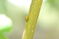 Vibidia duodecimguttata