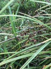 Scirpus hattorianus