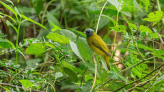 Brachypodius melanocephalos