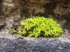 Tortella