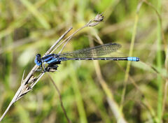 Argia alberta