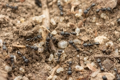 Tetramorium tsushimae