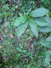Quercus imbricaria