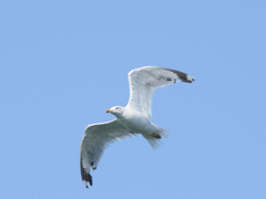 Larus michahellis
