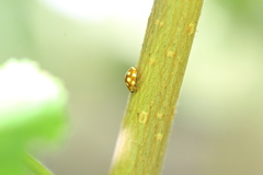 Vibidia duodecimguttata