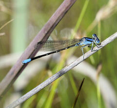 Argia alberta
