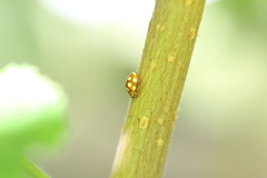 Vibidia duodecimguttata