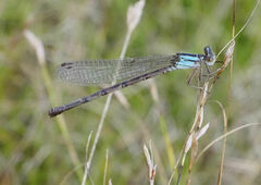 Argia alberta