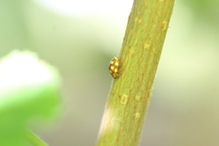 Vibidia duodecimguttata