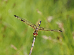 Celithemis elisa