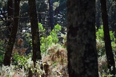 Acacia longifolia