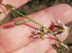 Heliophila cornuta squamata