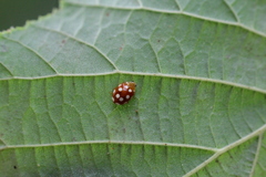 Vibidia duodecimguttata