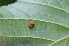 Vibidia duodecimguttata