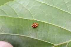 Vibidia duodecimguttata