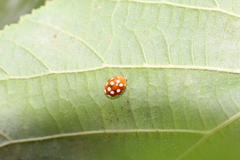 Vibidia duodecimguttata