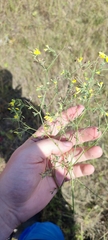 Medicago falcata