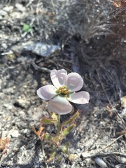 Drosera cistiflora