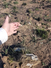 Heliophila cornuta squamata