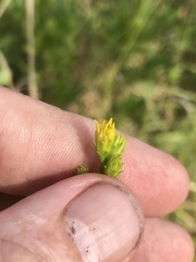 Solidago pulchra